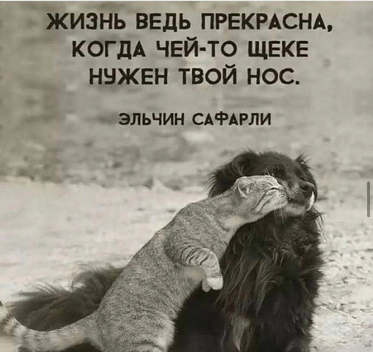 ЖИЗНЬ ВЕДЬ ПРЕКРАСНА, КОГДА ЧЕЙ-ТО ЩЕКЕ НУЖЕН ТВОЙ НОС. ЭЛЬЧИН САФАРЛИ