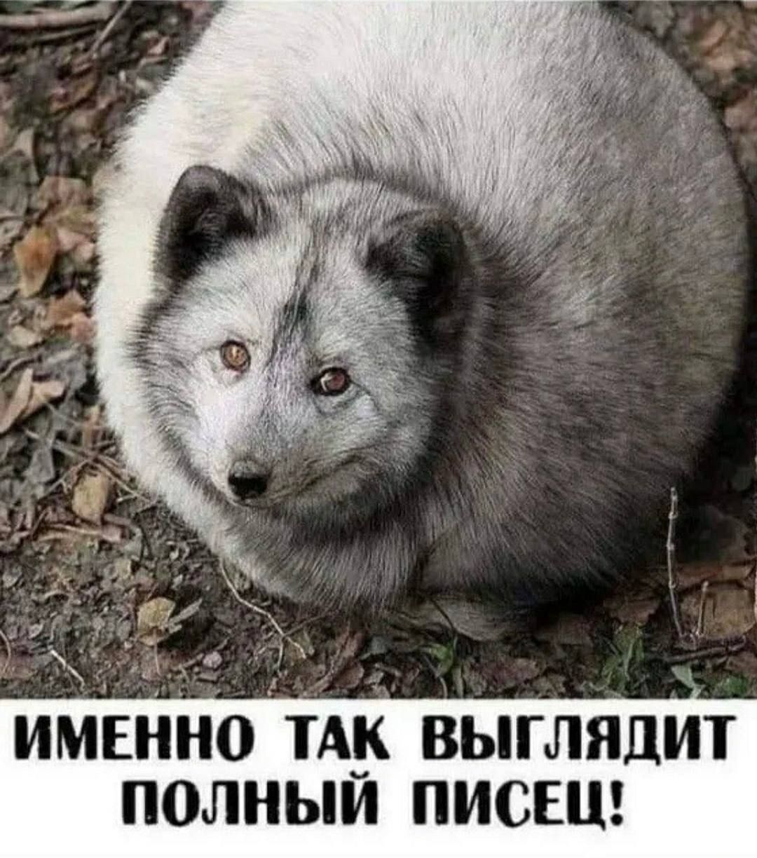 ИМЕННО ТАК ВЫГЛЯДИТ ПОЛНЫЙ ПИСЕЦ!