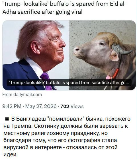 'Trump-lookalike' buffalo is spared from Eid al-Adha sacrifice after going viral. В Бангладеш 