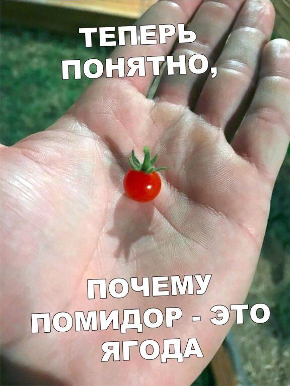 ТЕПЕРЬ ПОНЯТНО, ПОЧЕМУ ПОМИДОР - ЭТО ЯГОДА