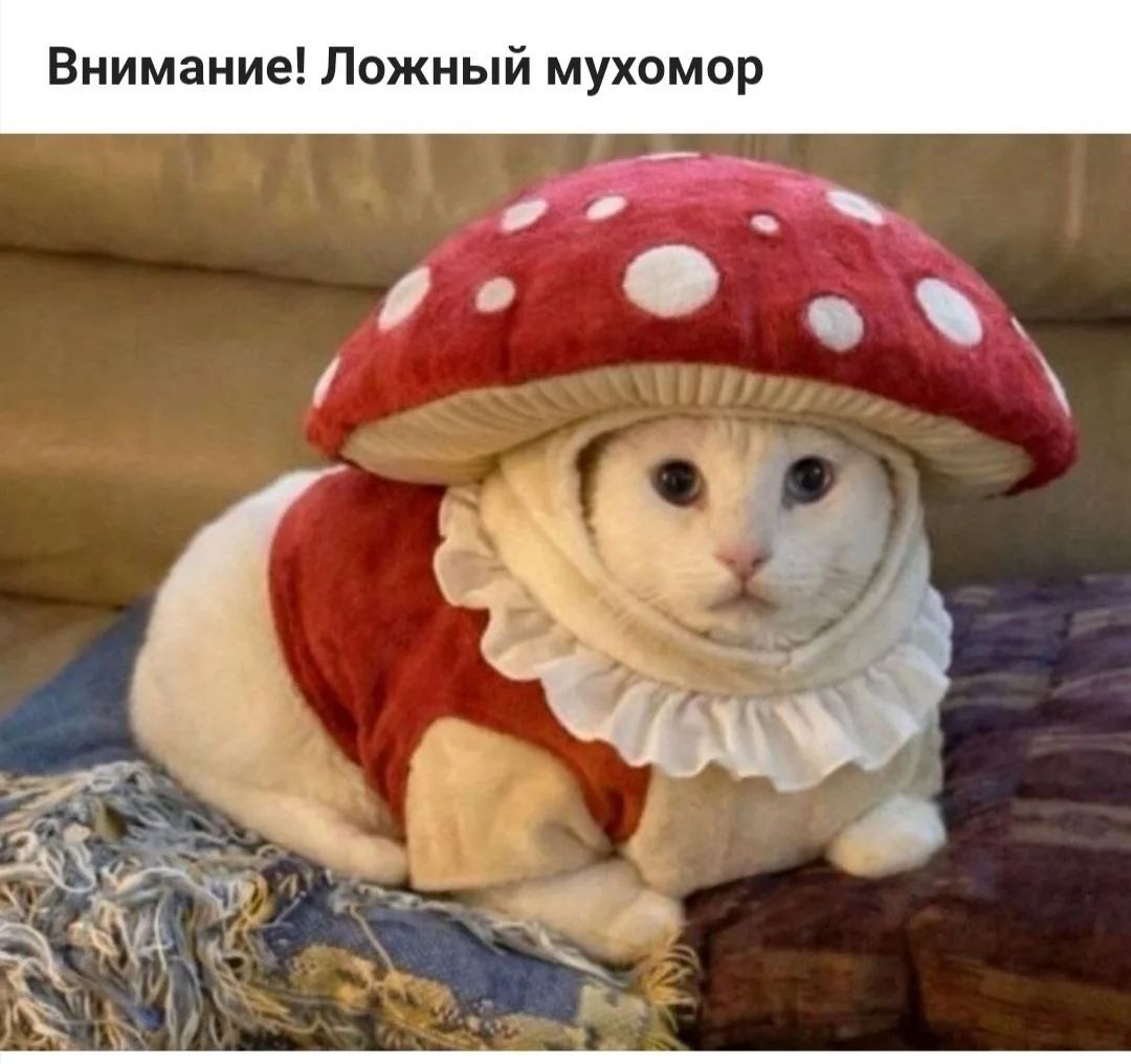 Внимание! Ложный мухомор