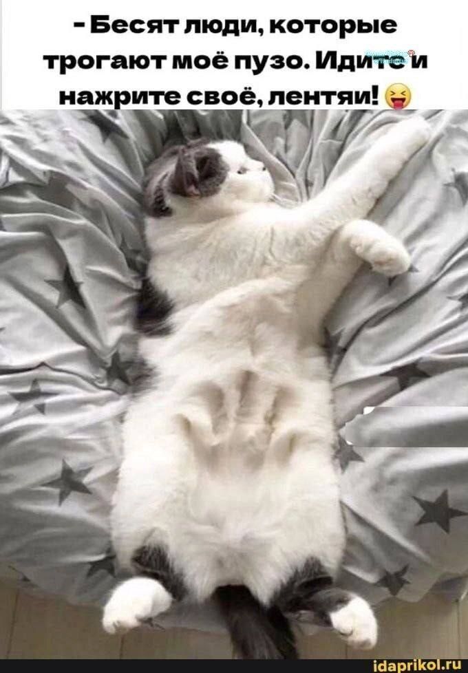 - Бесят люди, которые трогают моё пузо. Идите и нажрите своё, лентяи! 😂