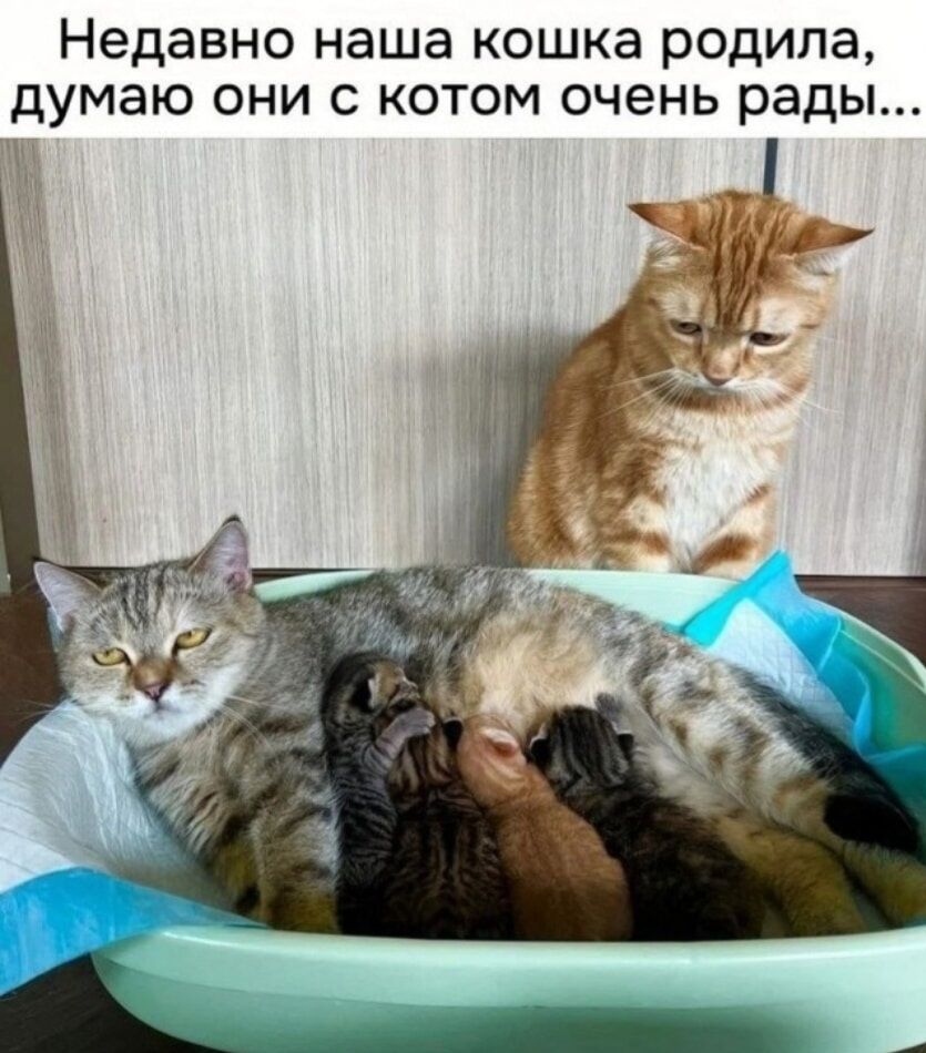 Недавно наша кошка родила, думаю они с котом очень рады...