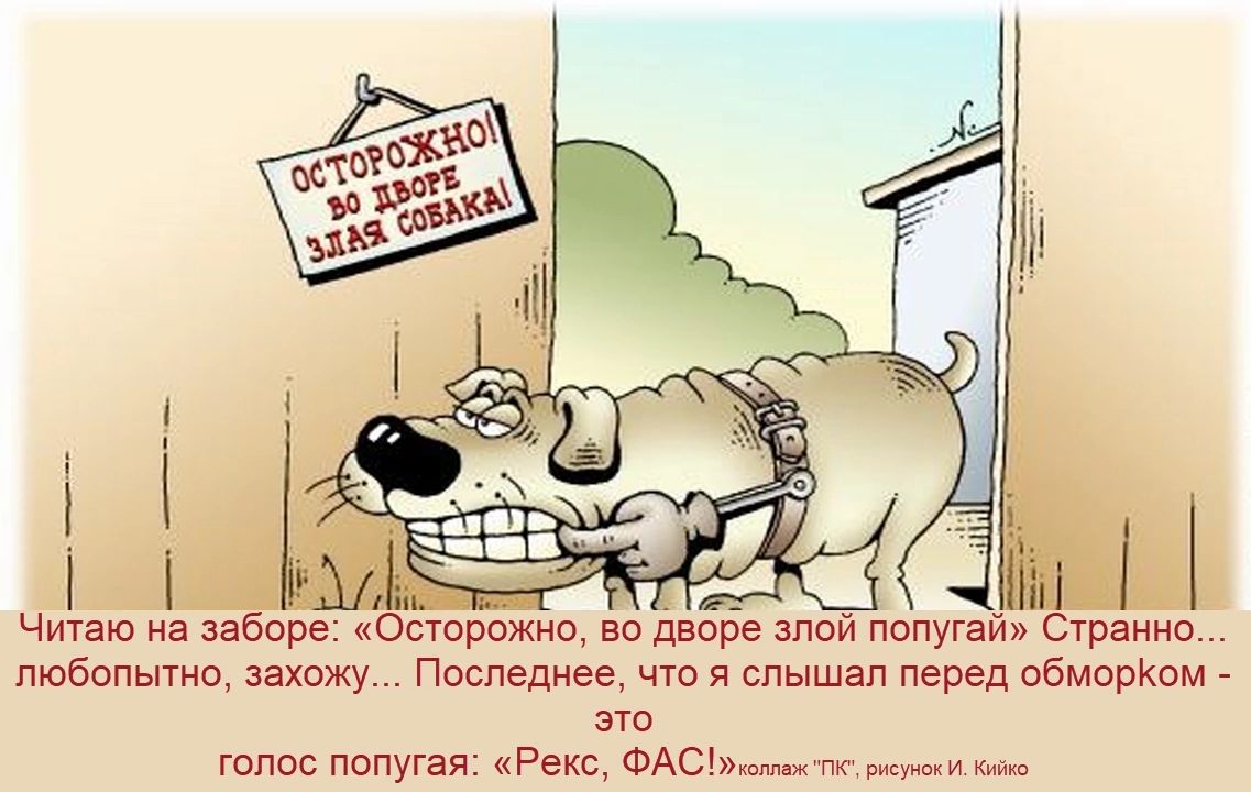ОСТОРОЖНО! ВО ДВОРЕ ЗЛАЯ СОБАКА! Читаю на заборе: «Осторожно, во дворе злой попугай» Странно... любопытно, захожу... Последнее, что я слышал перед обморком - это голос попугая: «Рекс, ФАС!» коллаж 
