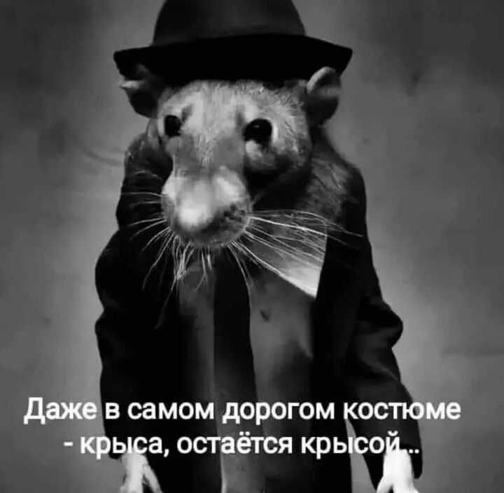 Даже в самом дорогом костюме - крыса, остается крысой...