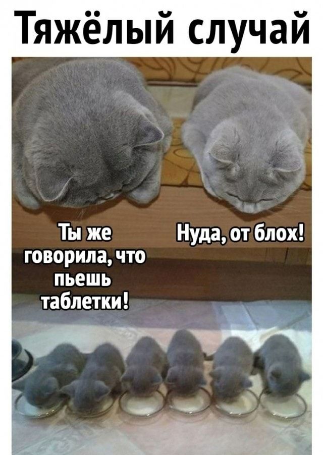 Тяжёлый случай Ты же говорила, что пьешь таблетки! Ну да, от блох!