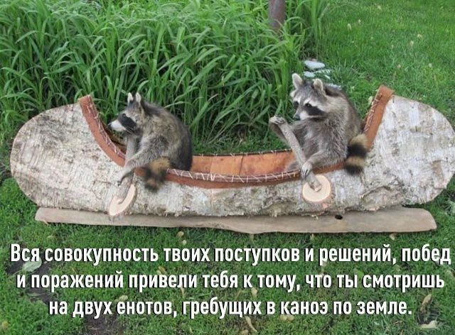Вся совокупность твоих поступков и решений, побед и поражений привели тебя к тому, что ты смотришь на двух енотов, гребущих в каноэ по земле.