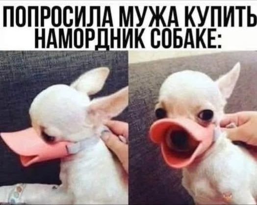 ПОПРОСИЛА МУЖА КУПИТЬ НАМОРДНИК СОБАКЕ: