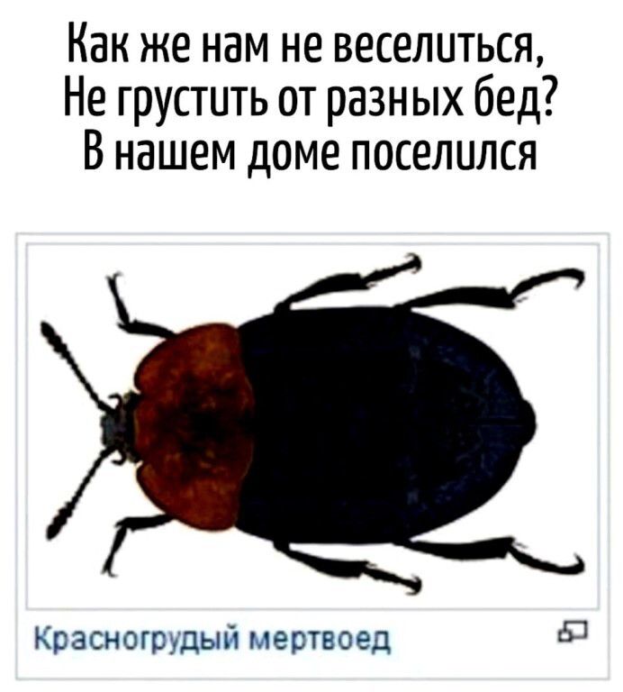 Как же нам не веселиться, Не грустить от разных бед? В нашем доме поселился Красногрудый мертвоед