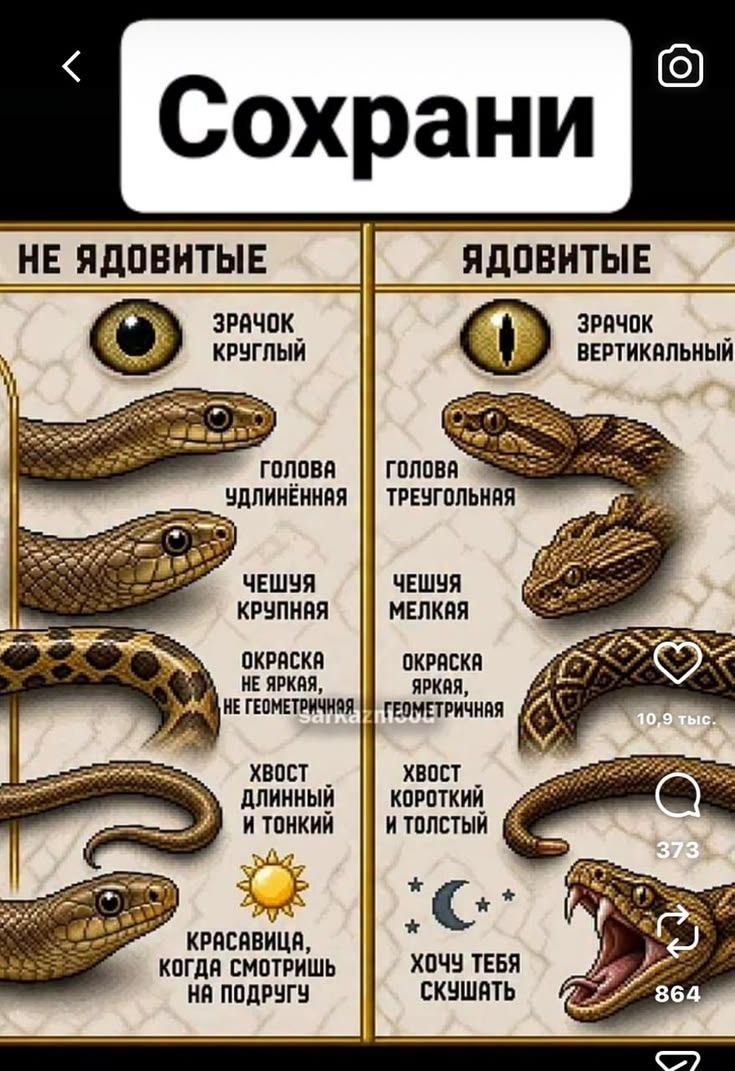 Сохрани НЕ ЯДОВИТЫЕ ЗРАЧОК КРУГЛЫЙ ГОЛОВА УДЛИНЕННАЯ ЧЕШУЯ КРУПНАЯ ОКРАСКА НЕ ЯРКАЯ, НЕ ГЕОМЕТРИЧНАЯ ХВОСТ ДЛИННЫЙ И ТОНКИЙ КРАСАВИЦА, КОГДА СМОТРИШЬ НА ПОДРУГУ ЯДОВИТЫЕ ЗРАЧОК ВЕРТИКАЛЬНЫЙ ГОЛОВА ТРЕУГОЛЬНАЯ ЧЕШУЯ МЕЛКАЯ ОКРАСКА ЯРКАЯ, ГЕОМЕТРИЧНАЯ ХВОСТ КОРОТКИЙ И ТОЛСТЫЙ ХОЧУ ТЕБЯ СКУШАТЬ