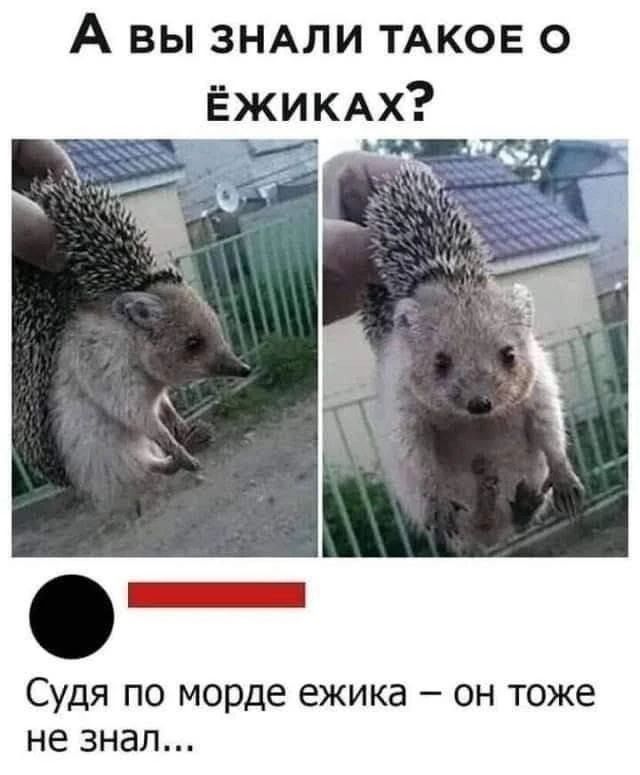 А вы знали такое о ёжиках? Судя по морде ежика – он тоже не знал...