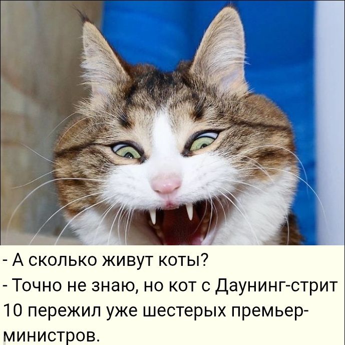 А сколько живут коты? Точно не знаю, но кот с Даунинг-стрит 10 пережил уже шестерых премьер-министров.