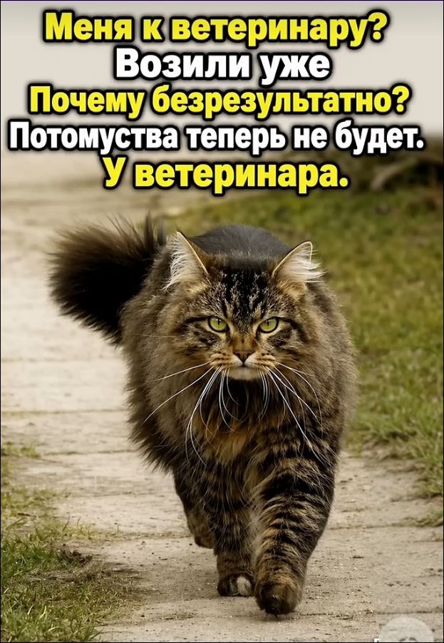 Меня к ветеринару? Возили уже Почему безрезультатно? Потомуства теперь не будет. У ветеринара.
