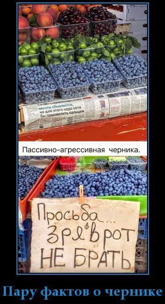 Мечты сбываются, но для этого надо хотя бы пошевелить пальцем Пассивно-агрессивная черника. Просьба зря в рот не брать Пару фактов о чернике