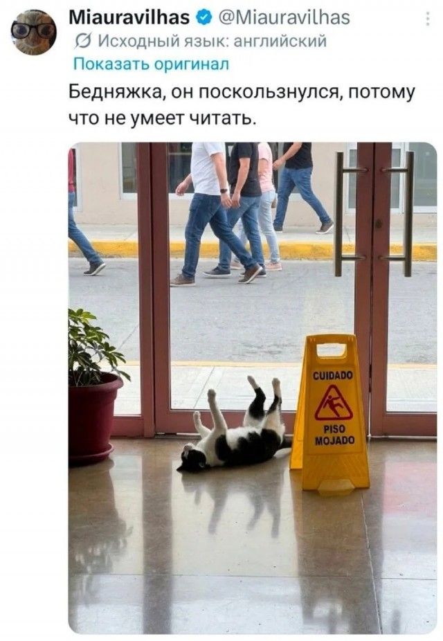 Miauravilhas @Miauravilhas Исходный язык: английский Показать оригинал Бедняжка, он поскользнулся, потому что не умеет читать. CUIDADO PISO MOJADO