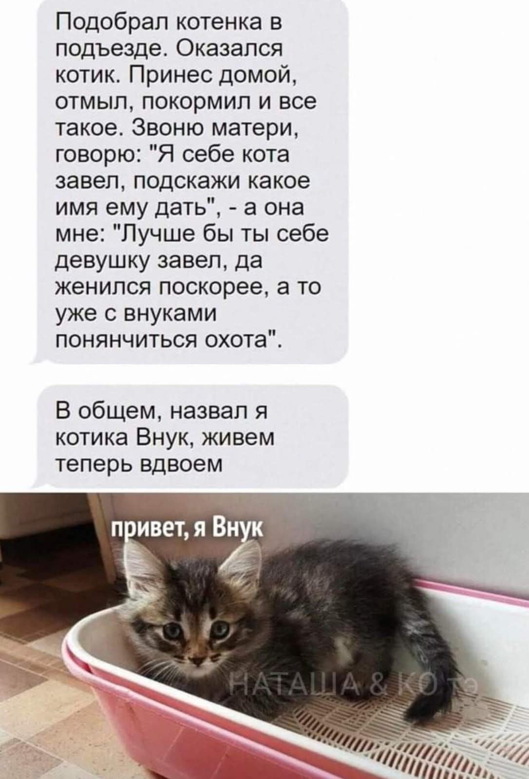 Подобрал котенка в подъезде. Оказался котик. Принес домой, отмыл, покормил и все такое. Звоню матери, говорю: 