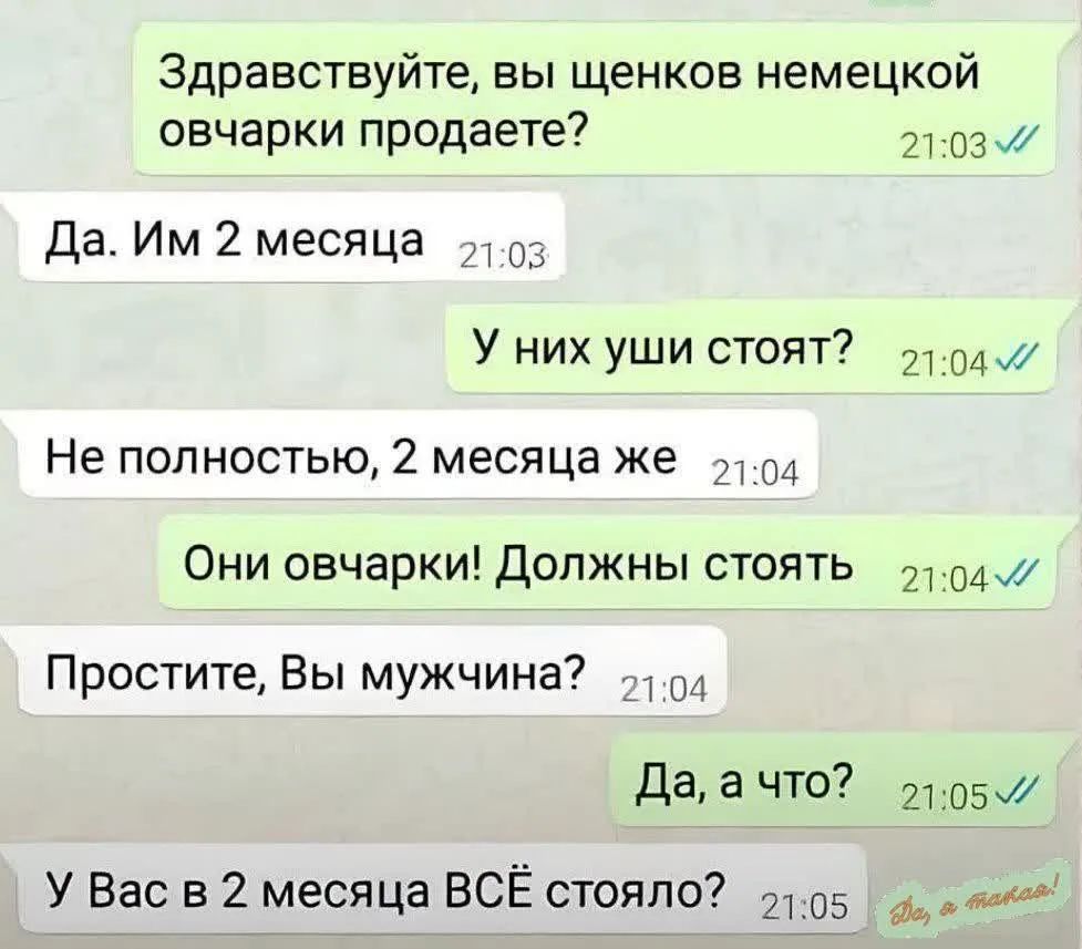Здравствуйте, вы щенков немецкой овчарки продаете? Да. Им 2 месяца. У них уши стоят? Не полностью, 2 месяца же. Они овчарки! Должны стоять. Простите, Вы мужчина? Да, а что? У Вас в 2 месяца ВСЁ стояло?