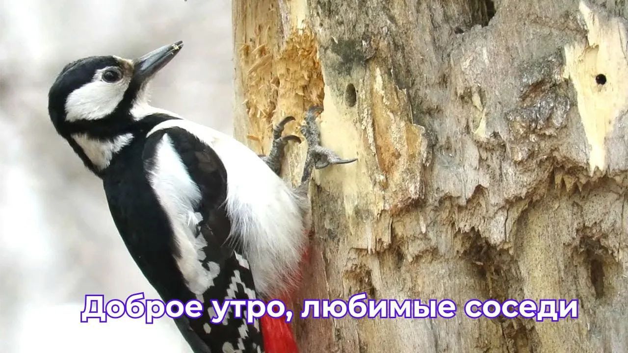 Доброе утро, любимые соседи