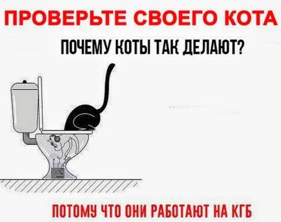 ПРОВЕРЬТЕ СВОЕГО КОТА ПОЧЕМУ КОТЫ ТАК ДЕЛАЮТ? ПОТОМУ ЧТО ОНИ РАБОТАЮТ НА КГБ