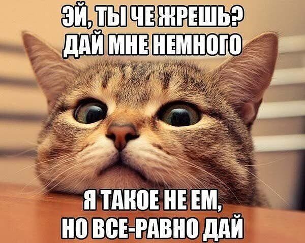 ЭЙ, ТЫ ЧЕ ЖРЕШЬ? ДАЙ МНЕ НЕМНОГО Я ТАКОЕ НЕ ЕМ, НО ВСЕ-РАВНО ДАЙ