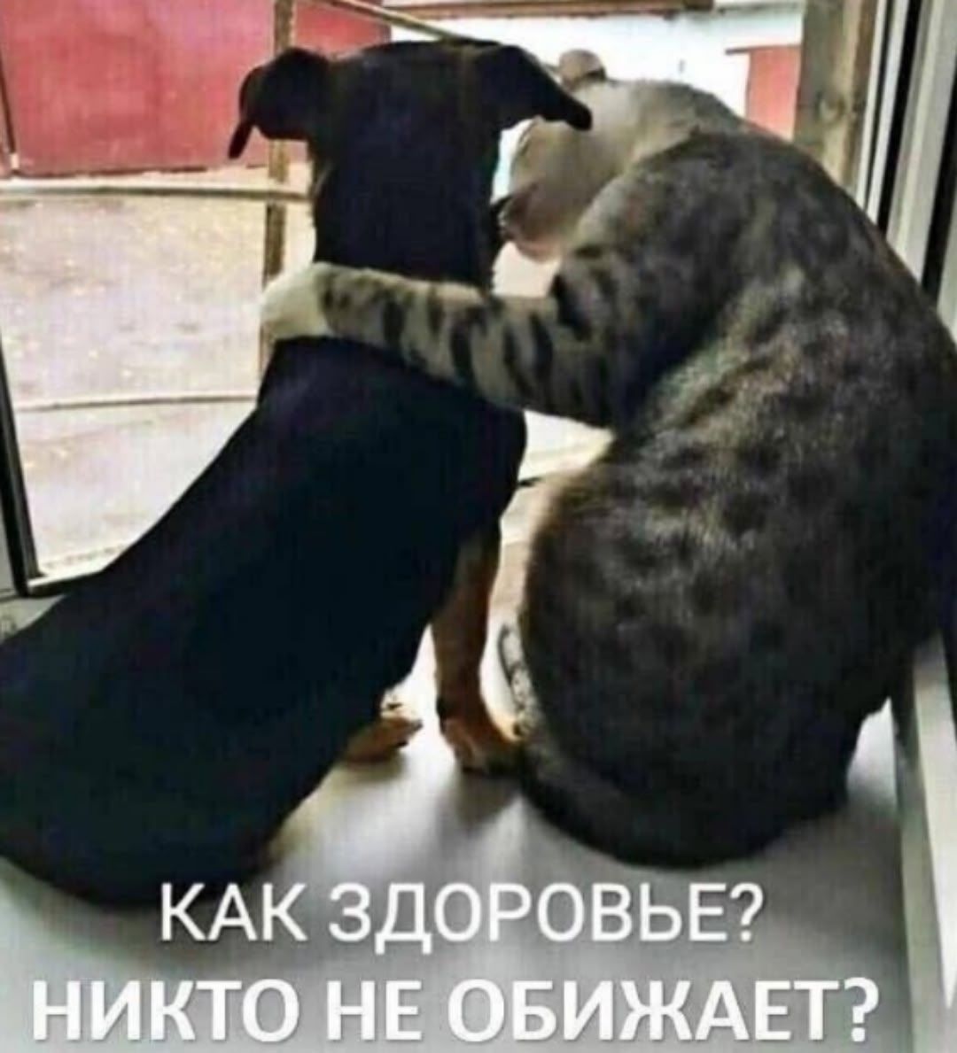 КАК ЗДОРОВЬЕ? НИКТО НЕ ОБИЖАЕТ?