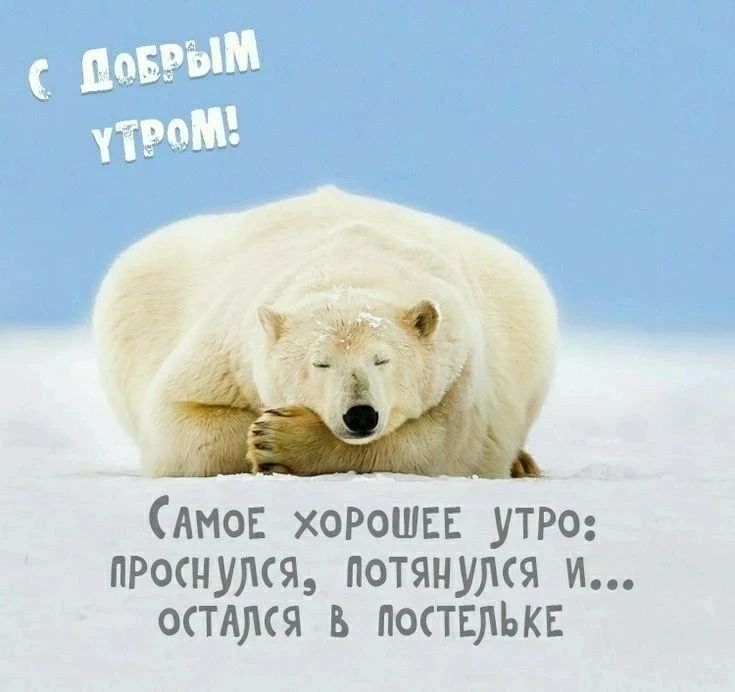 С ДОБРЫМ УТРОМ! Самое хорошее утро: проснулся, потянулся и... остался в постельке