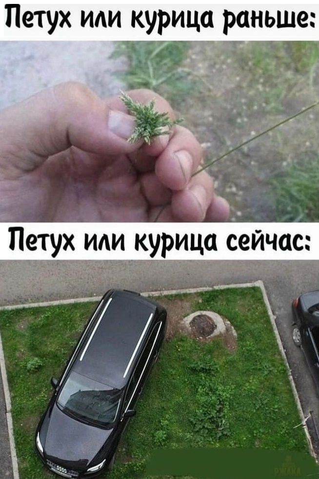 Петух или курица раньше: Петух или курица сейчас: