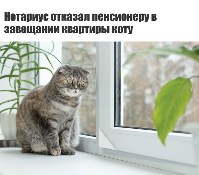 Нотариус отказал пенсионеру в завещании квартиры коту