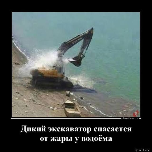 Дикий экскаватор спасается от жары у водоёма