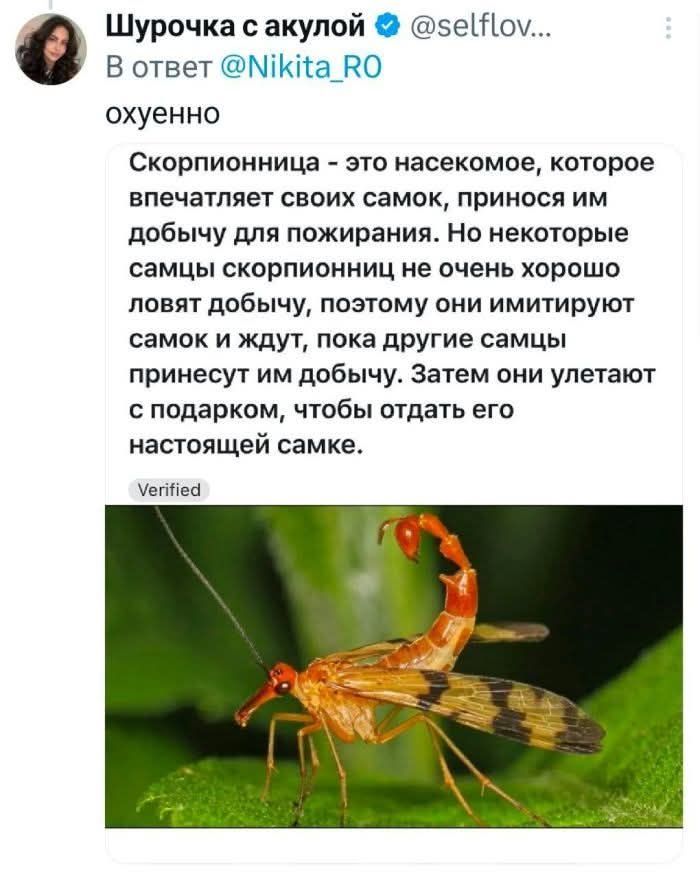Шурочка с акулой @selflov... В ответ @Nikita_RO охуенно Скорпионница - это насекомое, которое впечатляет своих самок, принося им добычу для пожирания. Но некоторые самцы скорпионниц не очень хорошо ловят добычу, поэтому они имитируют самок и ждут, пока другие самцы принесут им добычу. Затем они улетают с подарком, чтобы отдать его настоящей самке.