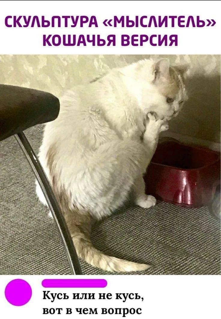 СКУЛЬПТУРА «МЫСЛИТЕЛЬ» КОШАЧЬЯ ВЕРСИЯ Кусь или не кусь, вот в чем вопрос