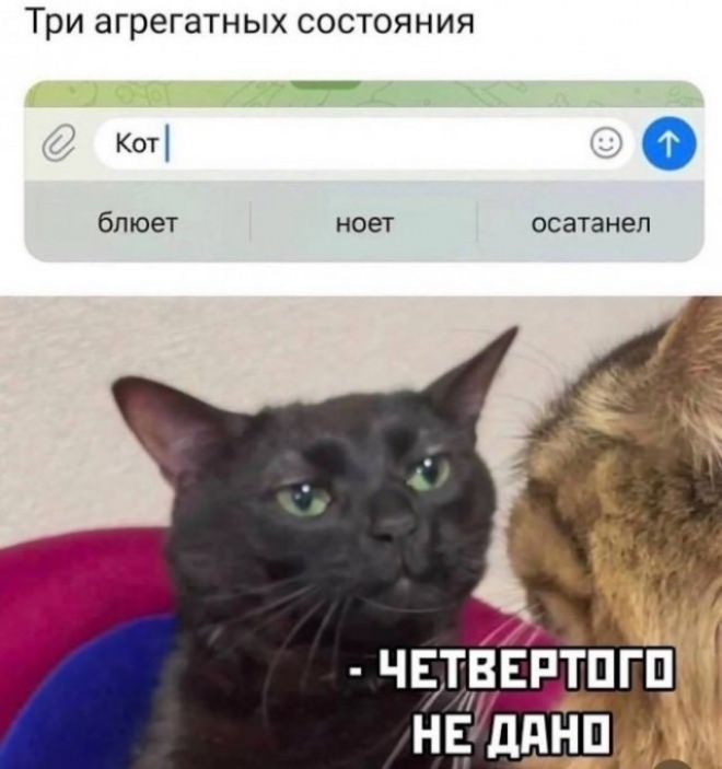 Три агрегатных состояния
Кот
блюет
ноет
осатанел
- ЧЕТВЕРТОГО НЕ ДАНО
