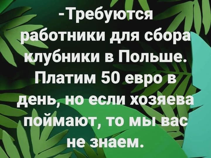 Требуются работники для сбора клубники в Польше. Платим 50 евро в день, но если хозяева поймают, то мы вас не знаем.