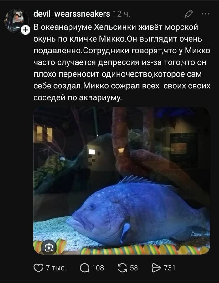 devil_wearssneakers В океанариуме Хельсинки живёт морской окунь по кличке Микко. Он выглядит очень подавленно. Сотрудники говорят, что у Микко часто случается депрессия из-за того, что он плохо переносит одиночество, которое сам себе создал. Микко сожрал всех своих соседей по аквариуму.