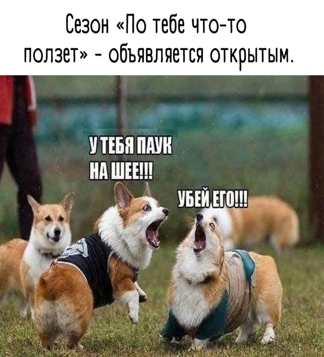 Сезон «По тебе что-то ползет» - объявляется открытым.
У ТЕБЯ ПАУК НА ШЕЕ!!!
УБЕЙ ЕГО!!!