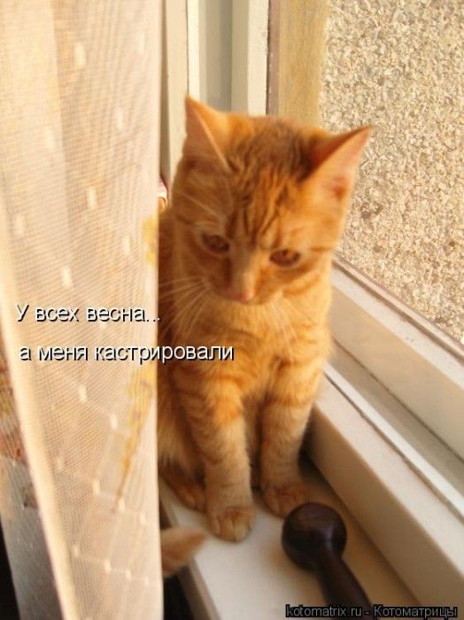 У всех весна... а меня кастрировали