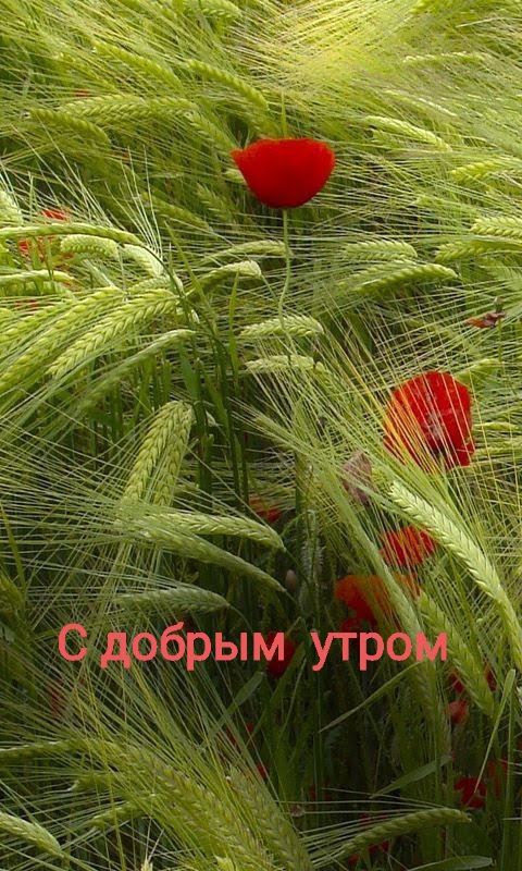 С добрым утром