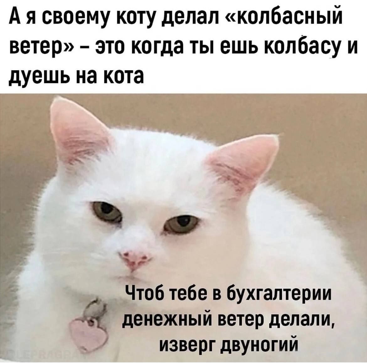 А я своему коту делал «колбасный ветер» – это когда ты ешь колбасу и дуешь на кота. Чтоб тебе в бухгалтерии денежный ветер делали, изверг двуногий