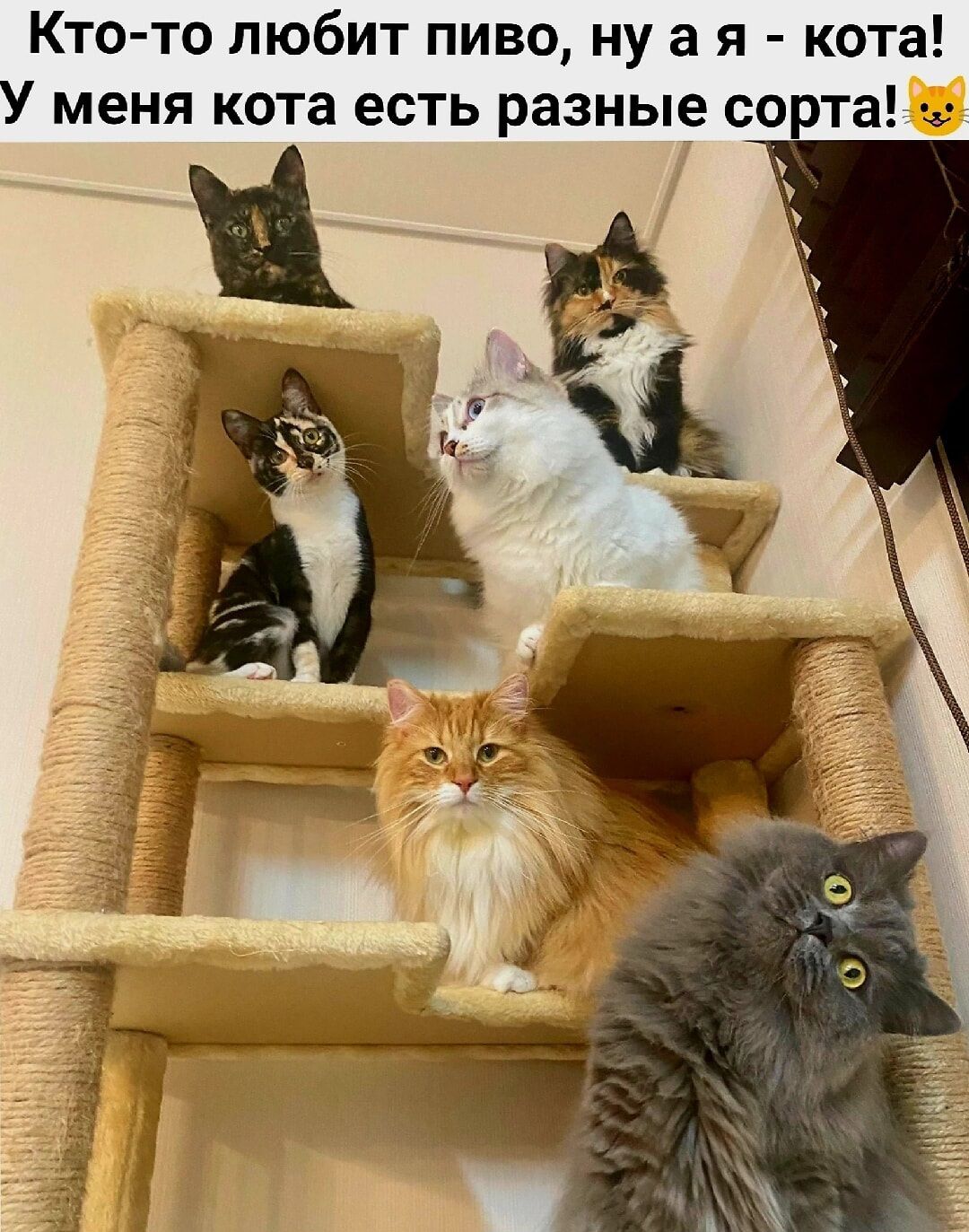 Кто-то любит пиво, ну а я - кота! У меня кота есть разные сорта!