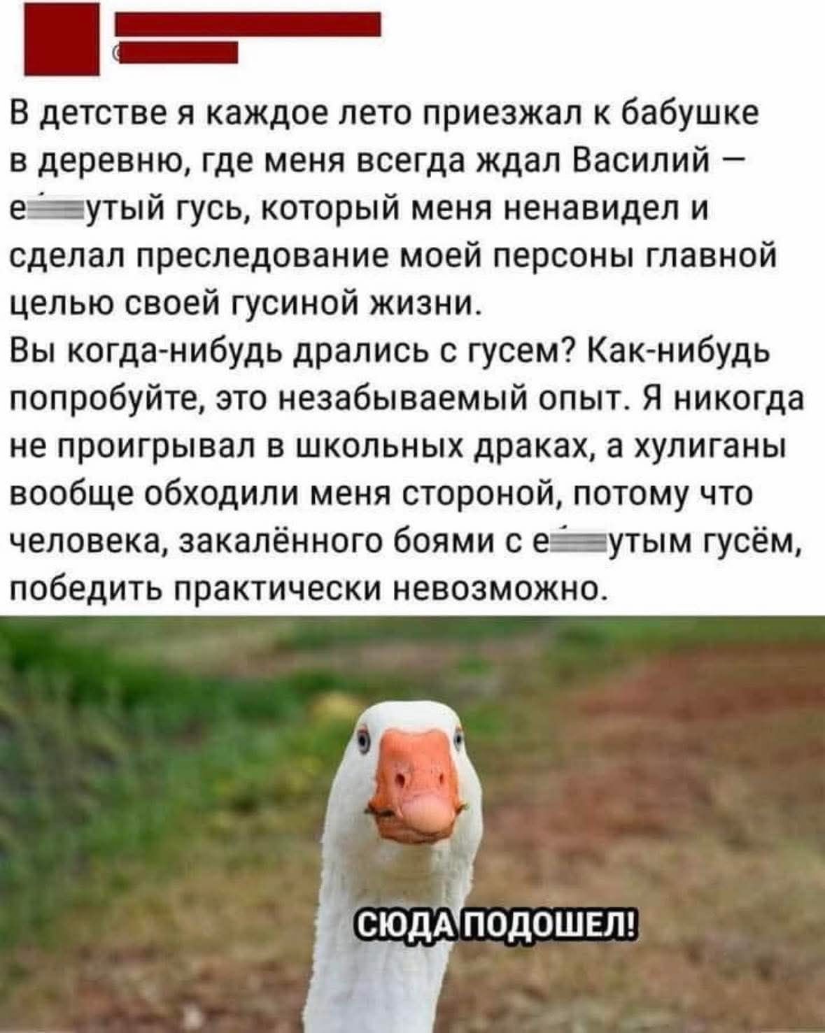В детстве я каждое лето приезжал к бабушке в деревню, где меня всегда ждал Василий — е***утый гусь, который меня ненавидел и сделал преследование моей персоны главной целью своей гусиной жизни. Вы когда-нибудь дрались с гусем? Как-нибудь попробуйте, это незабываемый опыт. Я никогда не проигрывал в школьных драках, а хулиганы вообще обходили меня