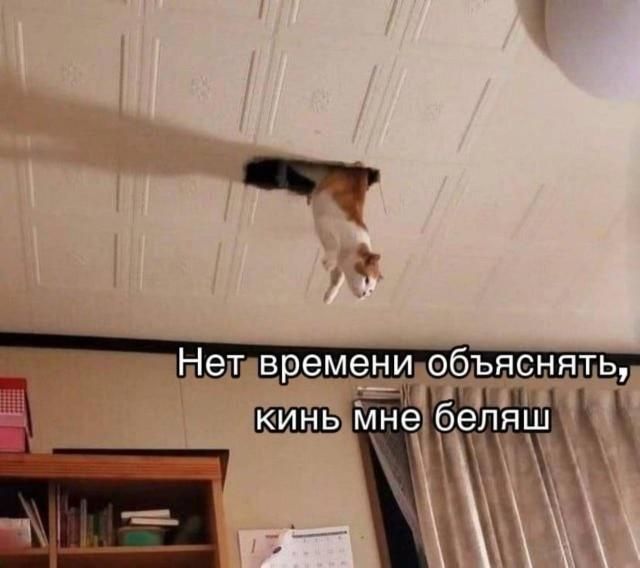 Нет времени объяснять, кинь мне беляш