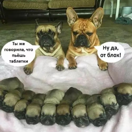 Ты же говорила, что пьёшь таблетки Ну да, от блох!