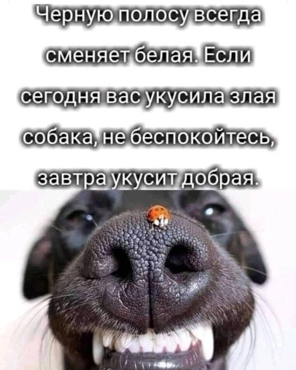 Черную полосу всегда сменяет белая. Если сегодня вас укусила злая собака, не беспокойтесь, завтра укусит добрая.