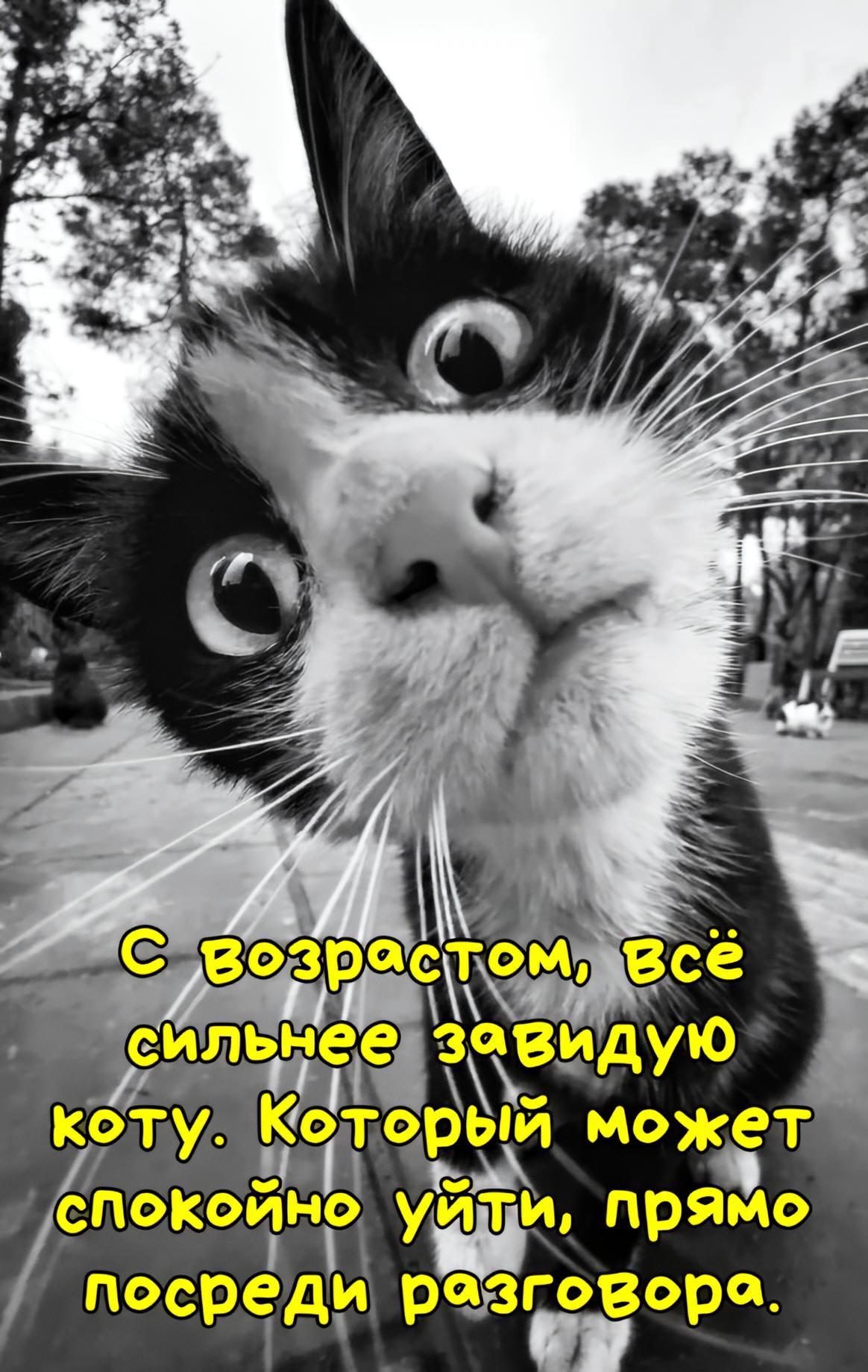 С возрастом, всё сильнее завидую коту. Который может спокойно уйти, прямо посреди разговора.