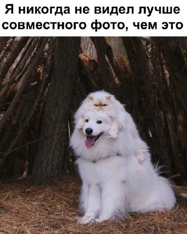 Я никогда не видел лучше совместного фото, чем это