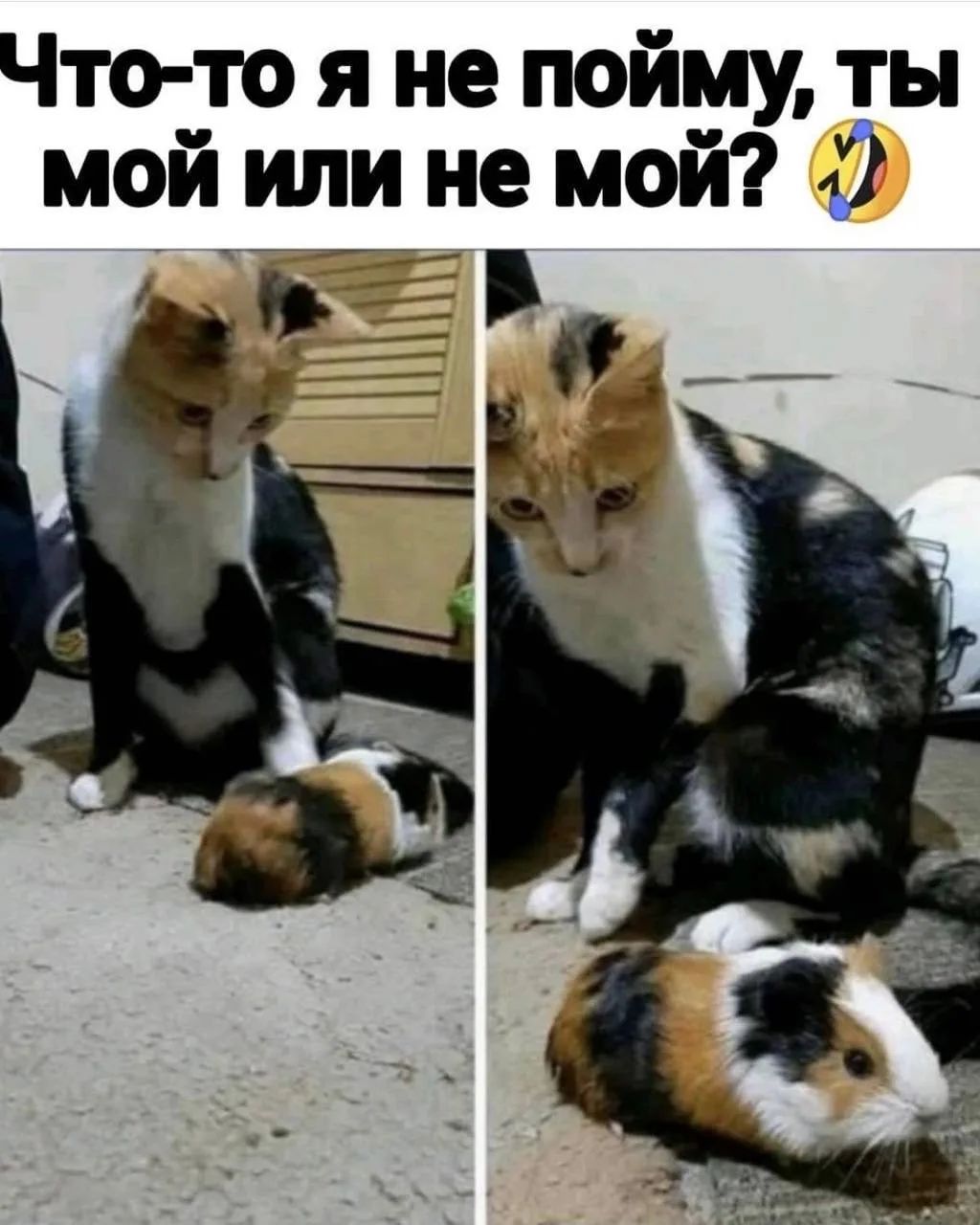 Что-то я не пойму, ты мой или не мой?