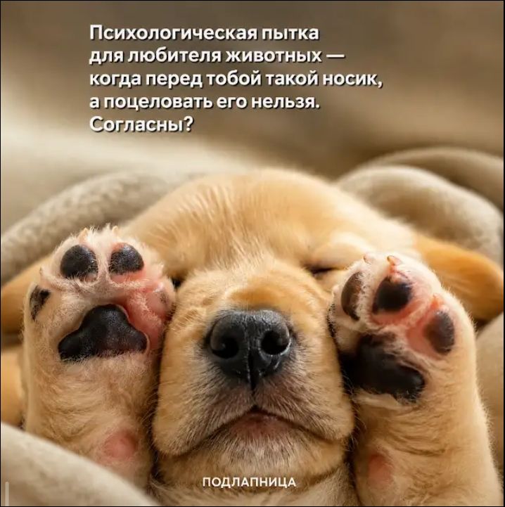 Психологическая пытка для любителя животных — когда перед тобой такой носик, а поцеловать его нельзя. Согласны? ПОДЛАПНИЦА