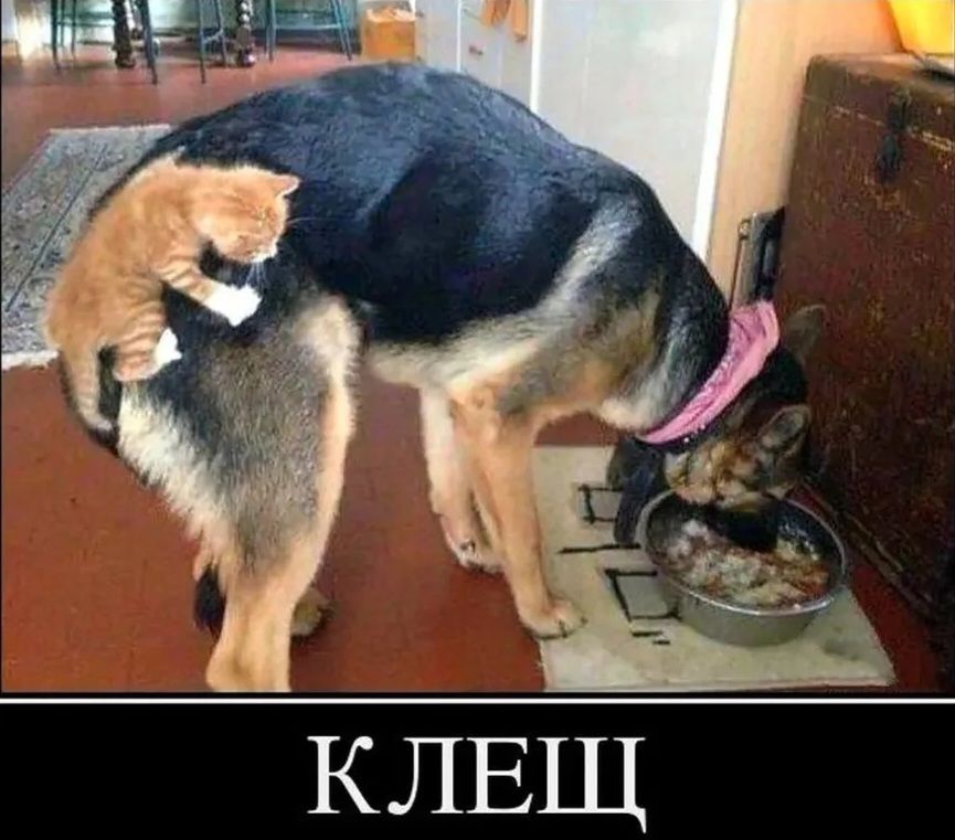 КЛЕЩ