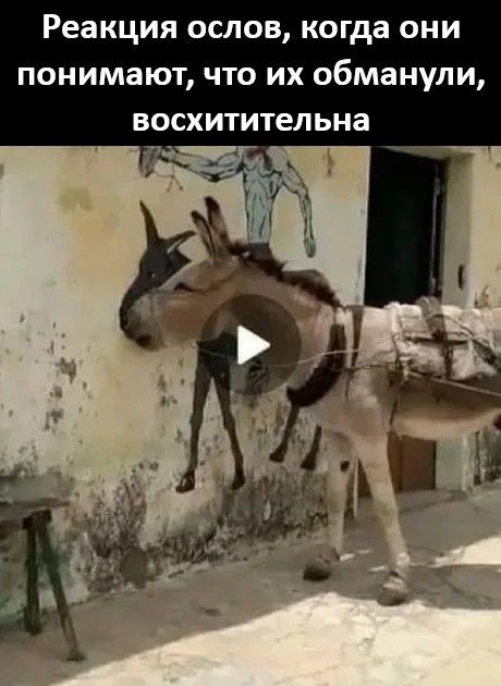 Реакция ослов, когда они понимают, что их обманули, восхитительна