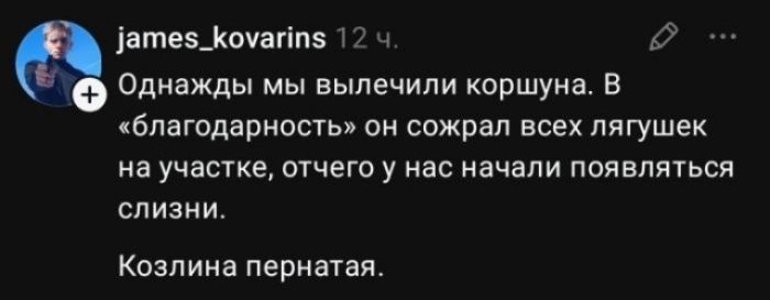 james_kovarins 12 ч. Однажды мы вылечили коршуна. В «благодарность» он сожрал всех лягушек на участке, отчего у нас начали появляться слизни. Козлина пернатая.